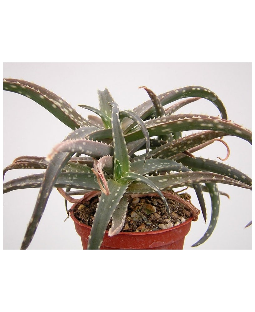 Kuentz-cactus  - Aloe 'Caroline' - Pot  8 cm