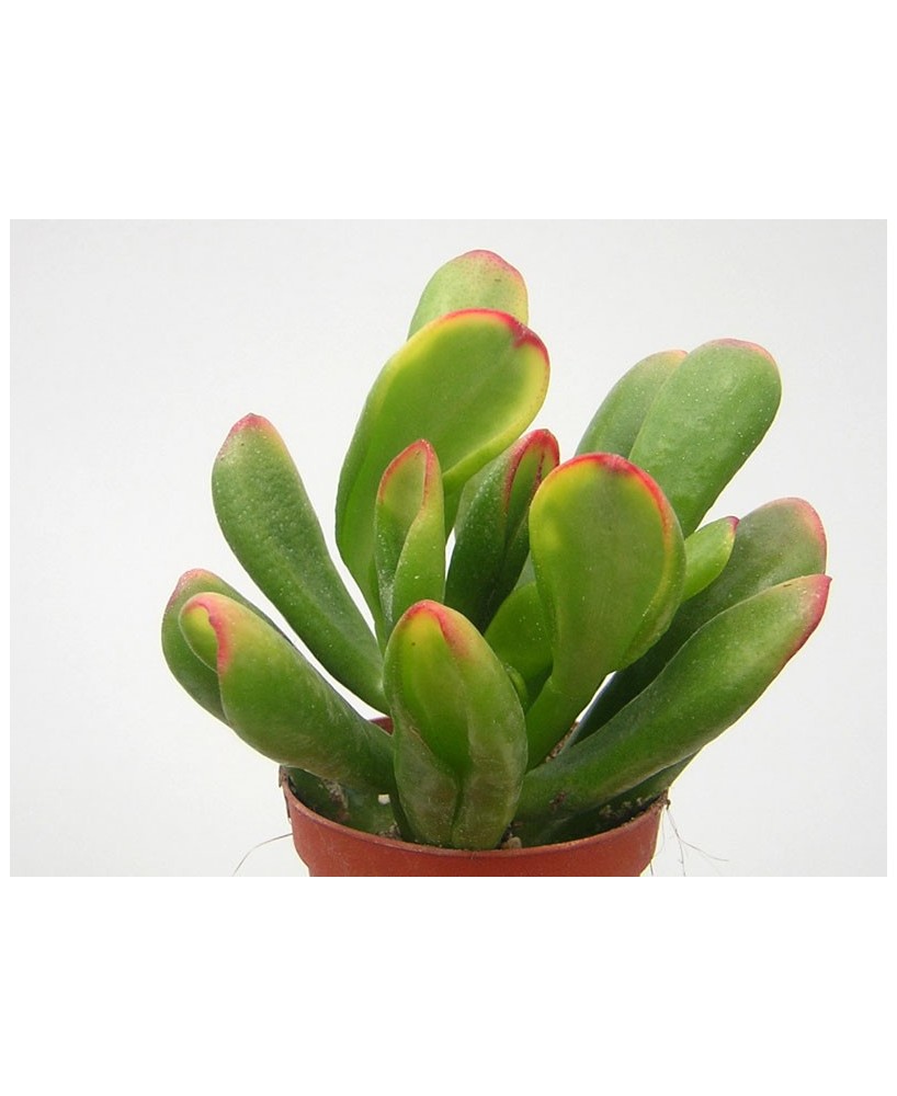 Kuentz-cactus  - Crassula ovata 'Red Horn Tree' - Pot 10 cm