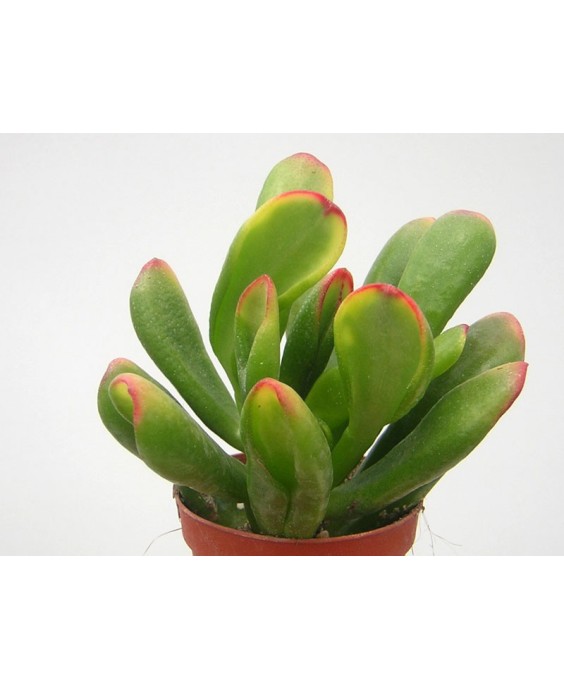 Kuentz-cactus  - Crassula ovata 'Red Horn Tree' - Pot 10 cm