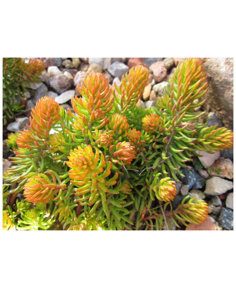 Kuentz-cactus  - Sedum rupestre 'Angelina' - Lot de 5 pots de 6 cm