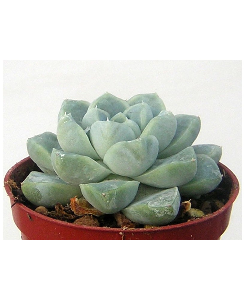 Kuentz-cactus  - Echeveria elegans (albicans) - Pot  5 cm