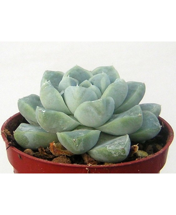 Kuentz-cactus  - Echeveria elegans (albicans) - Pot  5 cm