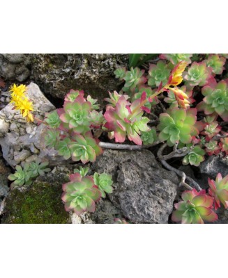 Kuentz-cactus  - Sedum palmeri - Pot  6 cm