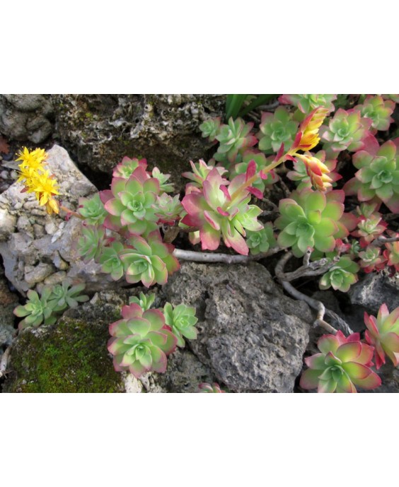 Kuentz-cactus  - Sedum palmeri - Pot  6 cm