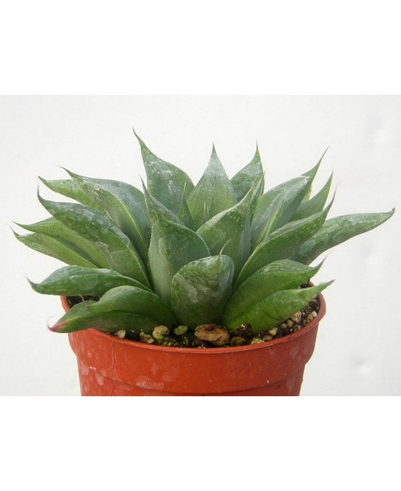 Kuentz-cactus  - Haworthia retusa forme geraldii - Pot 10 cm