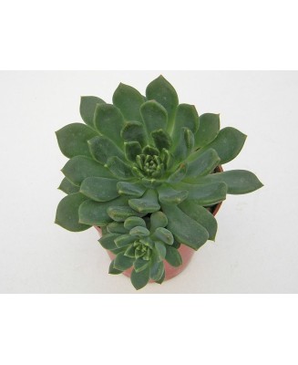 Kuentz-cactus  - Echeveria 'Ron Evans' - Pot  5 cm