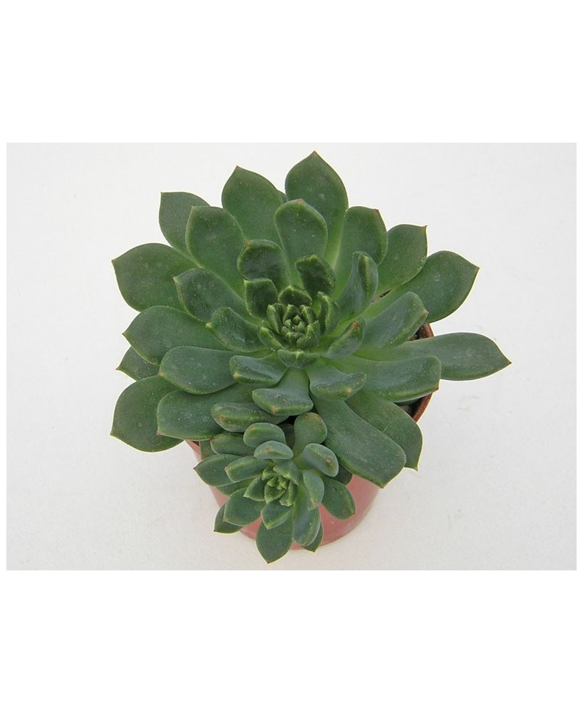 Kuentz-cactus  - Echeveria 'Ron Evans' - Pot  5 cm