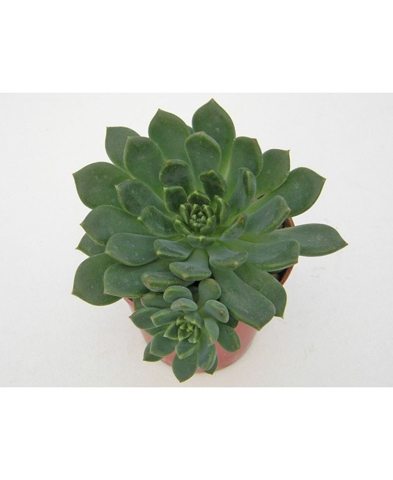 Kuentz-cactus  - Echeveria 'Ron Evans' - Pot  5 cm