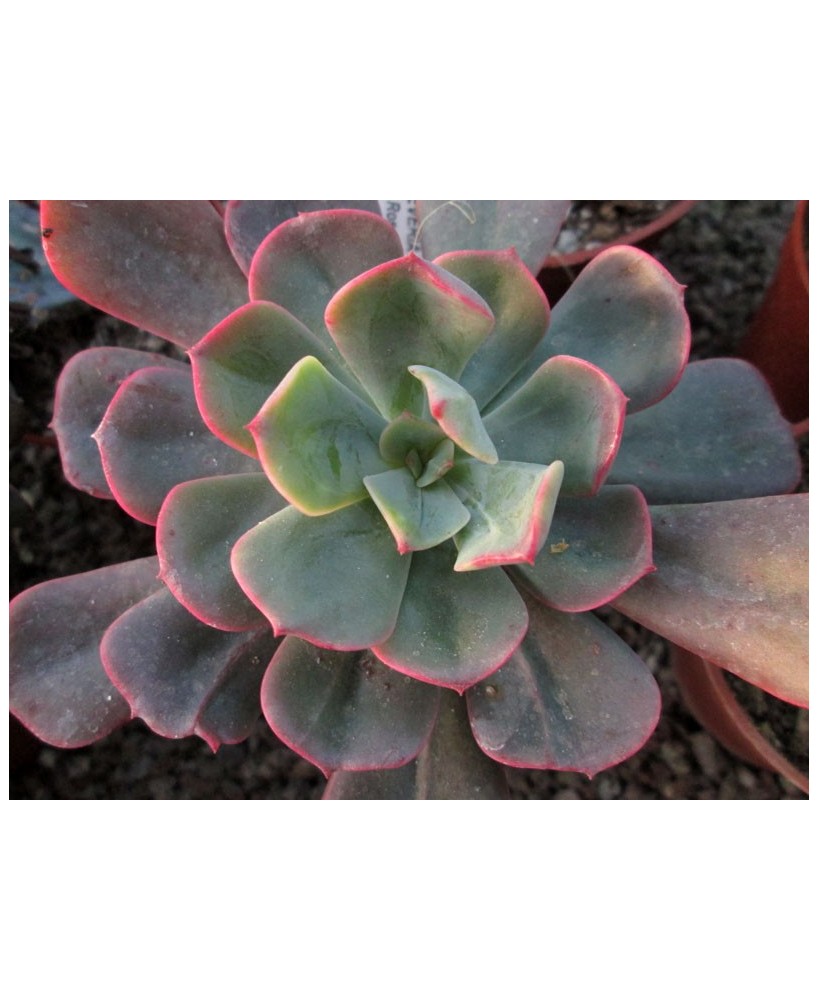 Kuentz-cactus  - Echeveria 'Briar Rose' - Pot  6 cm