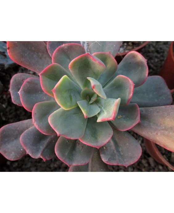 Kuentz-cactus  - Echeveria 'Briar Rose' - Pot  6 cm