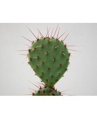 Kuentz-cactus  - Opuntia phaeacantha - Pot  8 cm