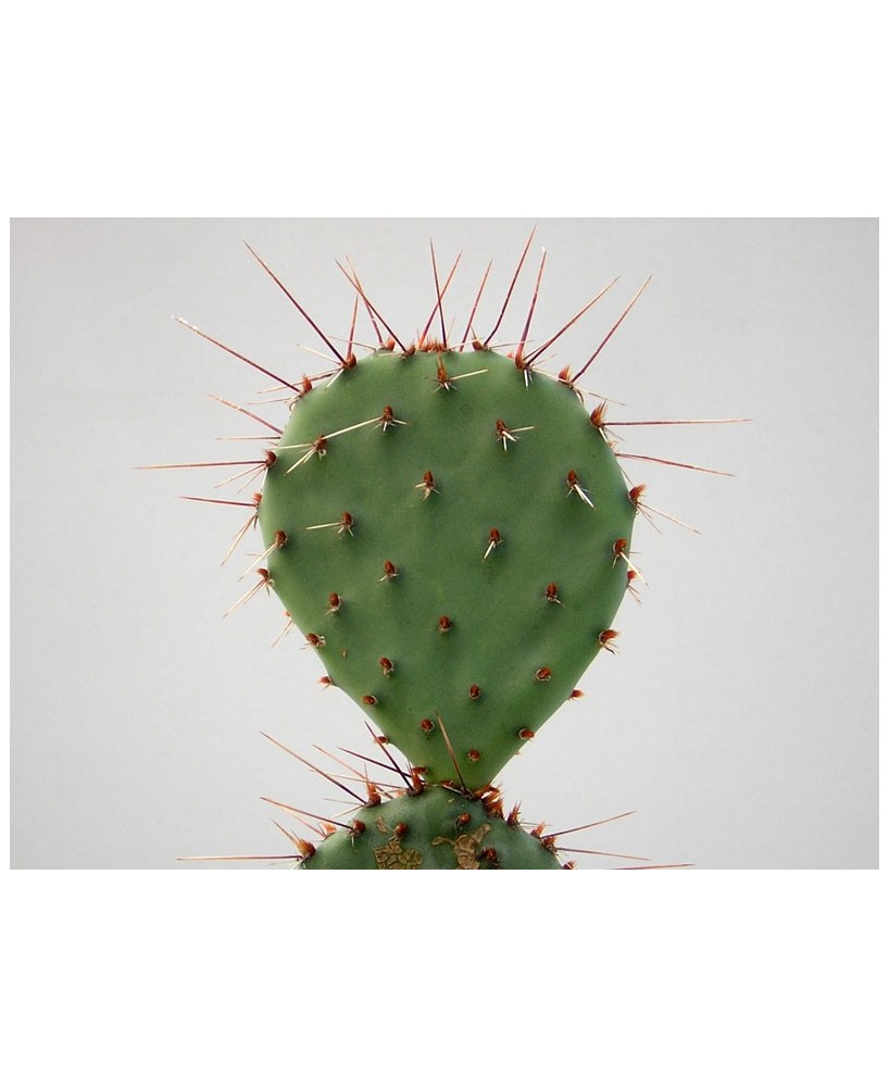 Kuentz-cactus  - Opuntia phaeacantha - Pot  8 cm