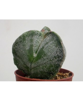 Kuentz-cactus  - Astrophytum myriostigma fma. tricostatum - Pot  5 cm