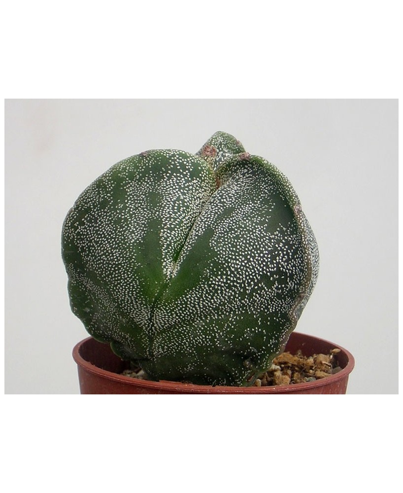 Kuentz-cactus  - Astrophytum myriostigma fma. tricostatum - Pot  5 cm