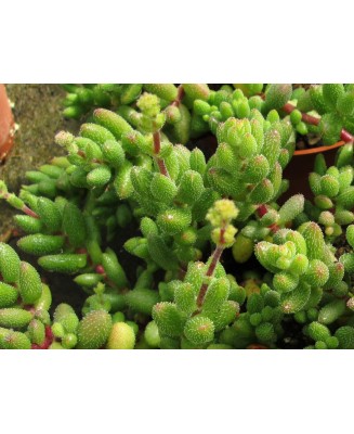 Kuentz-cactus  - Crassula hirtipes - Pot  5 cm