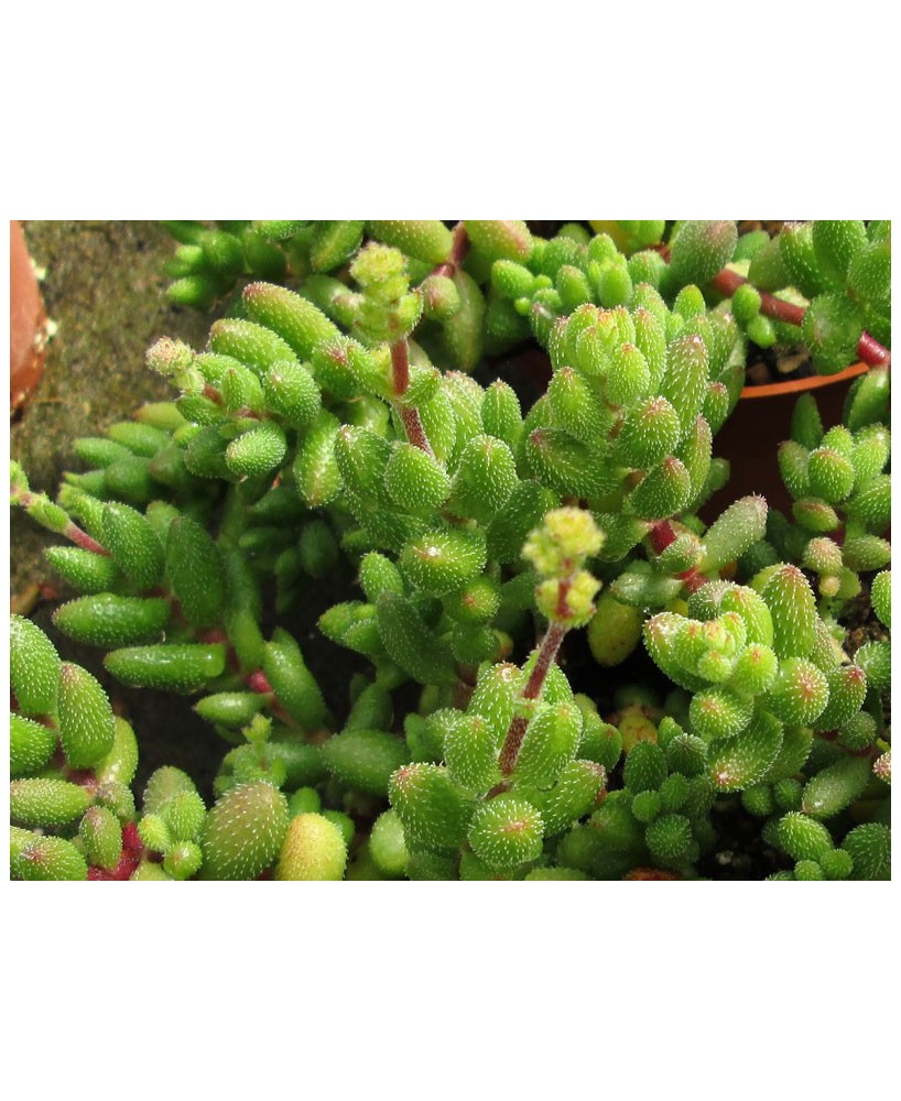 Kuentz-cactus  - Crassula hirtipes - Pot  5 cm
