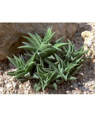 Kuentz-cactus  - Haworthia tortuosa var. curta - Pot 10 cm