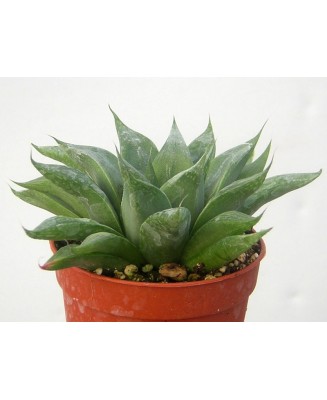 Kuentz-cactus  - Haworthia retusa forme geraldii - Pot  8 cm