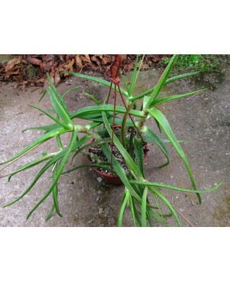 Kuentz-cactus  - Aloe pendens - Pot  8 cm