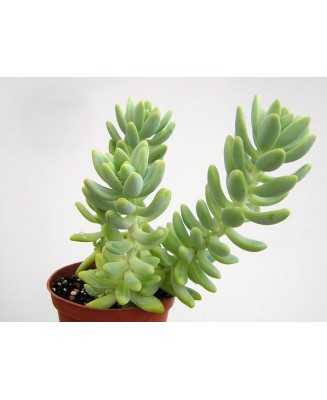 Kuentz-cactus  - Sedum treleasei (2) - Pot  8 cm