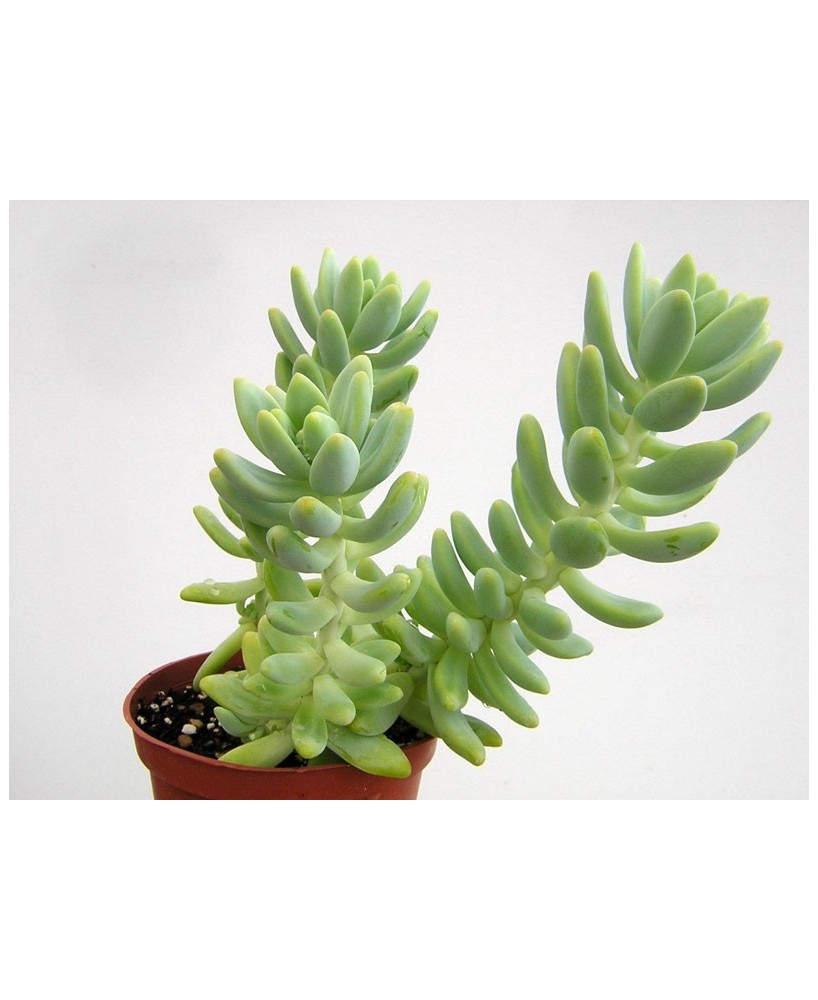 Kuentz-cactus  - Sedum treleasei (2) - Pot  8 cm