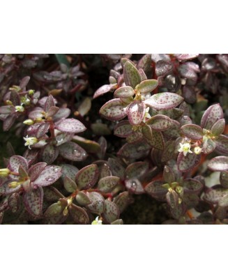 Kuentz-cactus  - Crassula volkensii - Pot  5 cm