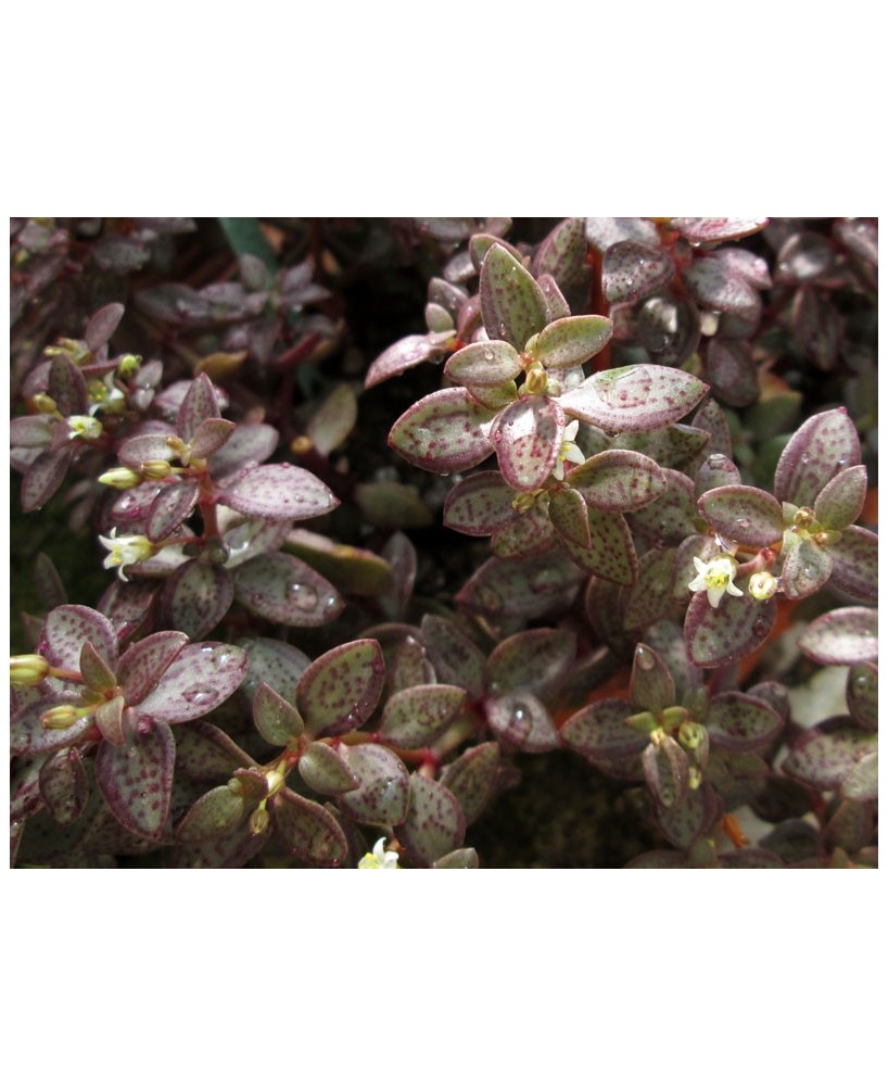 Kuentz-cactus  - Crassula volkensii - Pot  5 cm