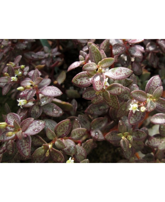 Kuentz-cactus  - Crassula volkensii - Pot  5 cm