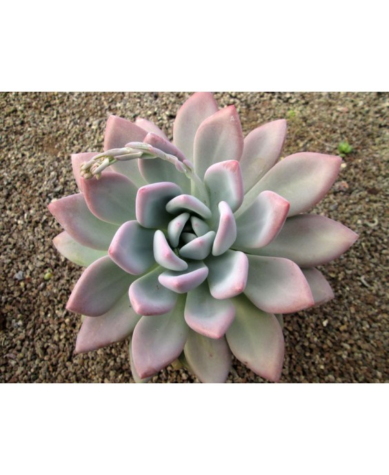 Kuentz-cactus  - Graptoveria 'Opalina' - Pot  8 cm