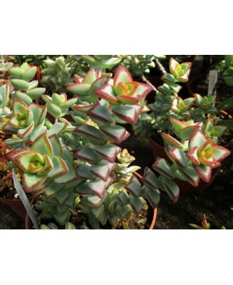 Kuentz-cactus  - Crassula rupestris 'Philippe Richaud' - Pot  6 cm