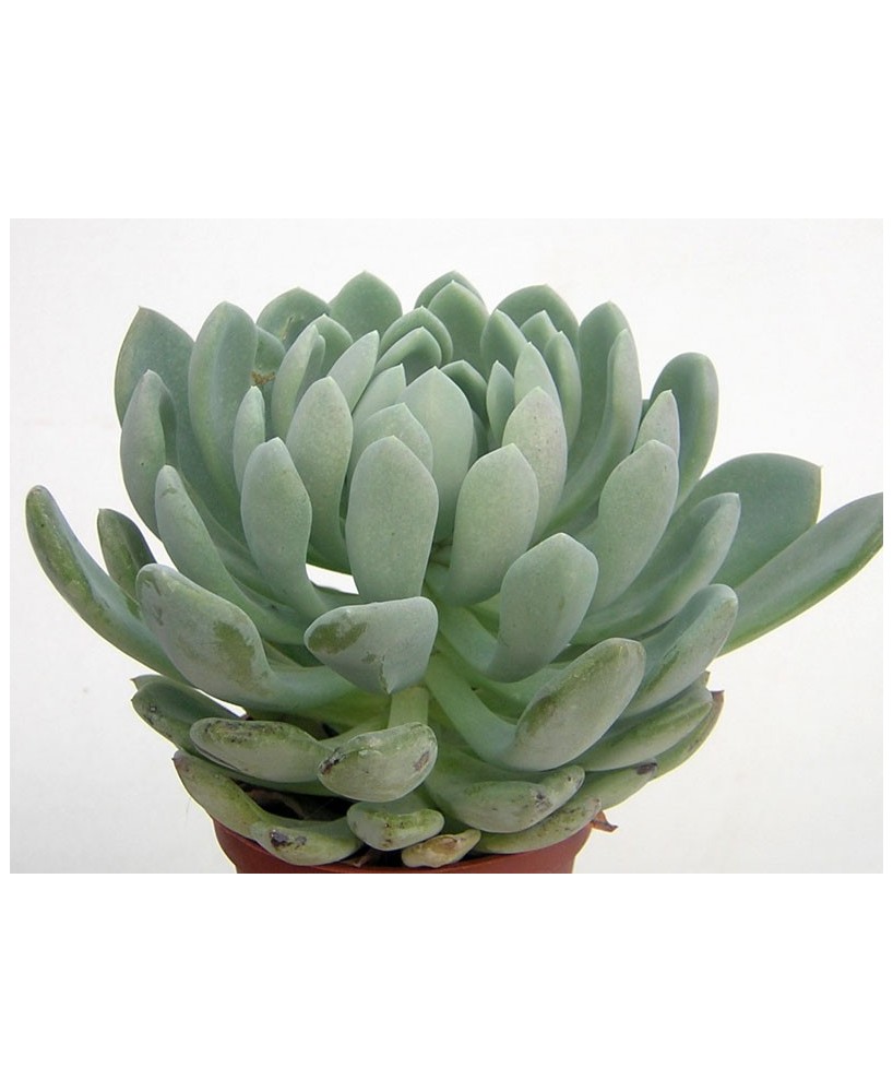 Kuentz-cactus  - Pachyveria 'Scheideckeri' - Pot  8 cm