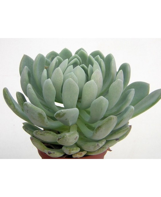 Kuentz-cactus  - Pachyveria 'Scheideckeri' - Pot  8 cm