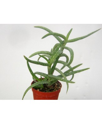 Kuentz-cactus  - Aloe antandroi (vert) - Pot 10 cm