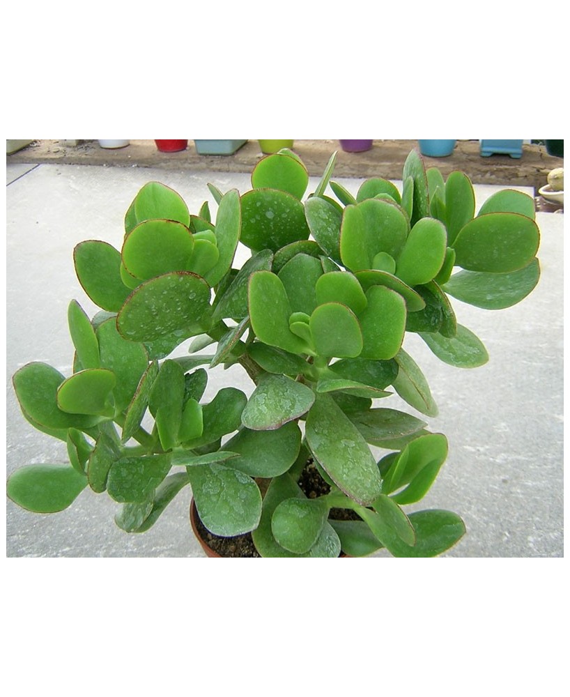 Kuentz-cactus  - Crassula ovata 'Green Bird' - Pot 10 cm