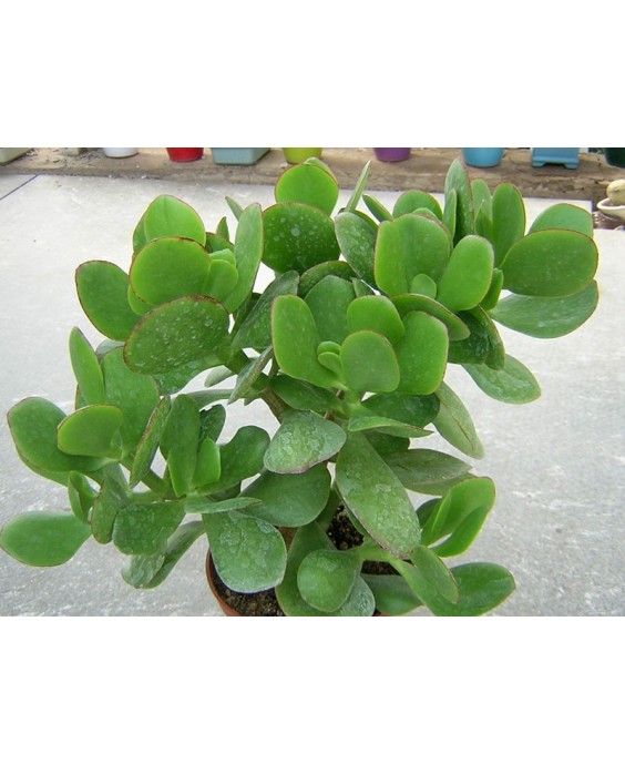 Kuentz-cactus  - Crassula ovata 'Green Bird' - Pot 10 cm