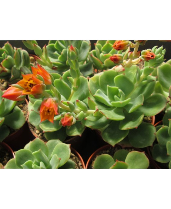 Kuentz-cactus  - Echeveria 'Graessneri' - Pot  6 cm