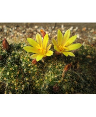 Kuentz-cactus  - Mammillaria surculosa (Dolichothele  surculosa) - Pot  5 cm