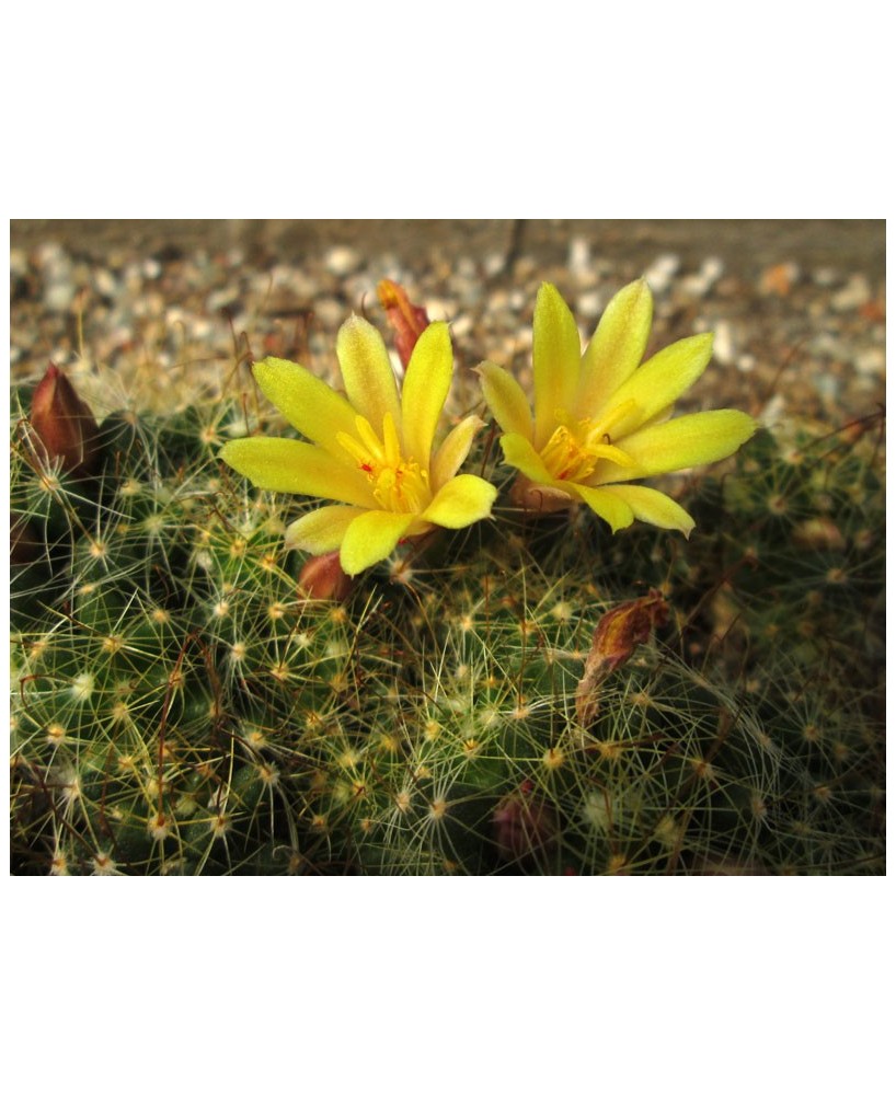 Kuentz-cactus  - Mammillaria surculosa (Dolichothele  surculosa) - Pot  5 cm