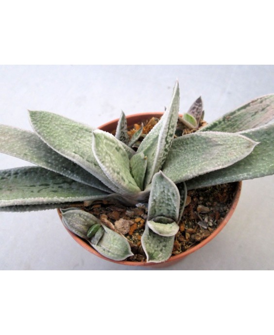 Kuentz-cactus  - Gasteria 'Silver Toad' - Pot  6 cm