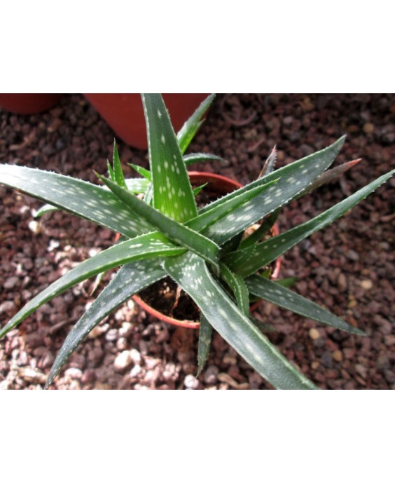 Kuentz-cactus  - Aloe 'Firebird' - Pot  5 cm