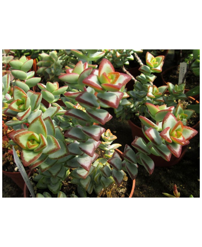 Kuentz-cactus  - Crassula rupestris 'Philippe Richaud' - Pot 10 cm