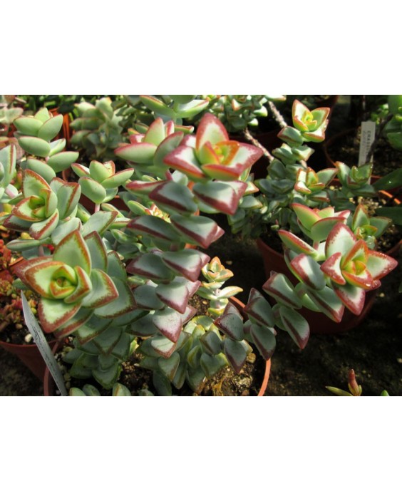 Kuentz-cactus  - Crassula rupestris 'Philippe Richaud' - Pot 10 cm