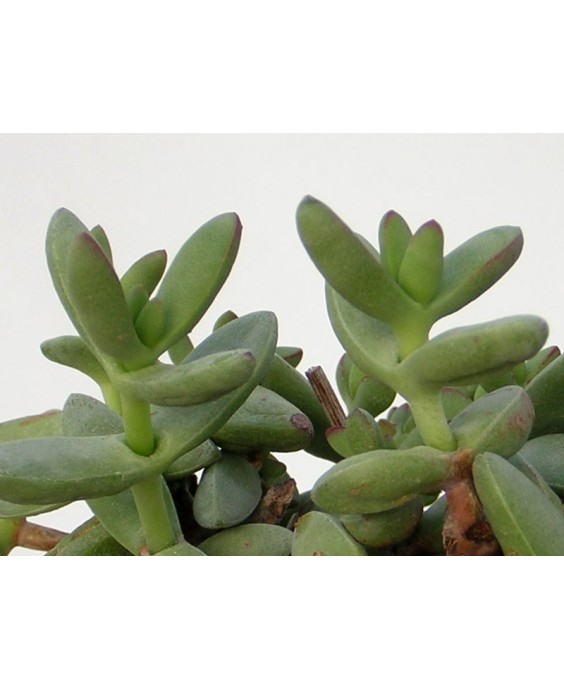 Kuentz-cactus  - Crassula nudicaulis var. herrei - Pot 10 cm