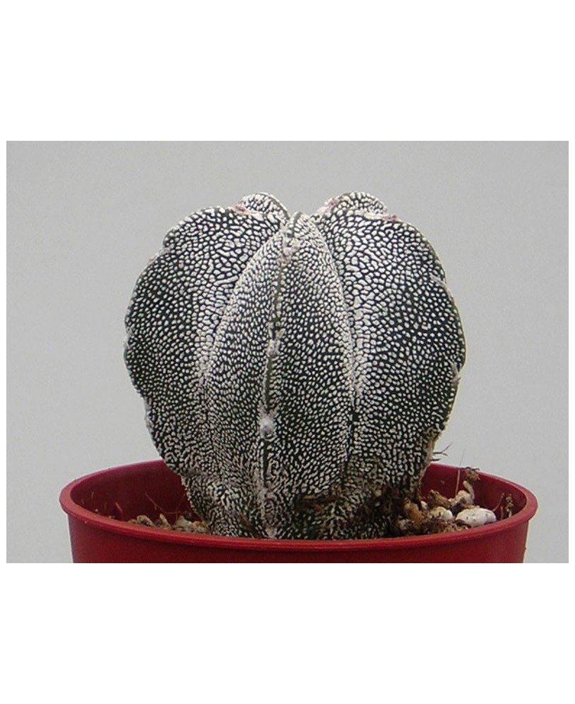 Kuentz-cactus  - Astrophytum myriostigma  'Onzuka' - Pot  6 cm