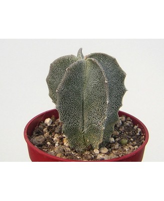 Kuentz-cactus  - Astrophytum myriostigma var. tulense - Pot 10 cm