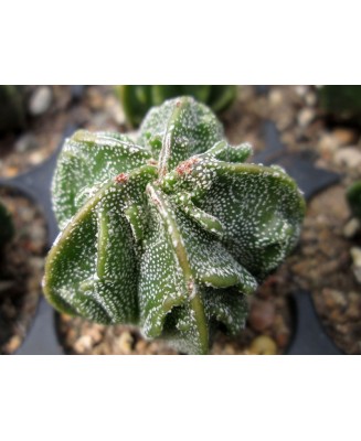 Kuentz-cactus  - Astrophytum myriostigma  'Fukuryû' - Pot  5 cm