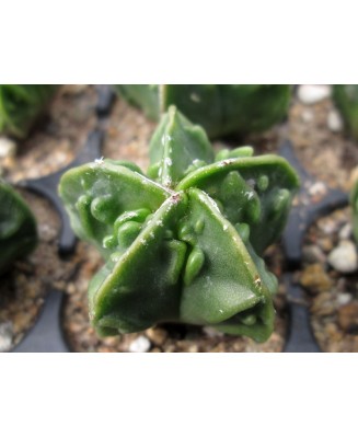 Kuentz-cactus  - Astrophytum myriostigma var. nudum  'Fukuryû' - Pot  5 cm