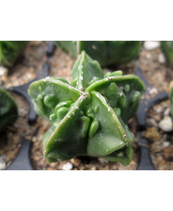 Kuentz-cactus  - Astrophytum myriostigma var. nudum  'Fukuryû' - Pot  5 cm