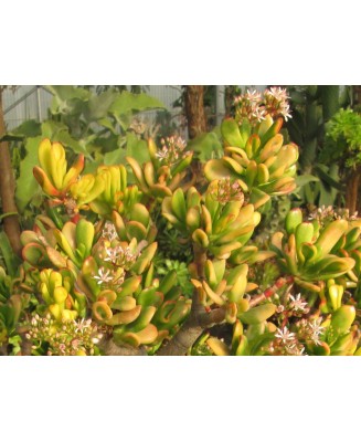 Kuentz-cactus  - Crassula ovata 'Red Horn Tree' - H 30-35 cm