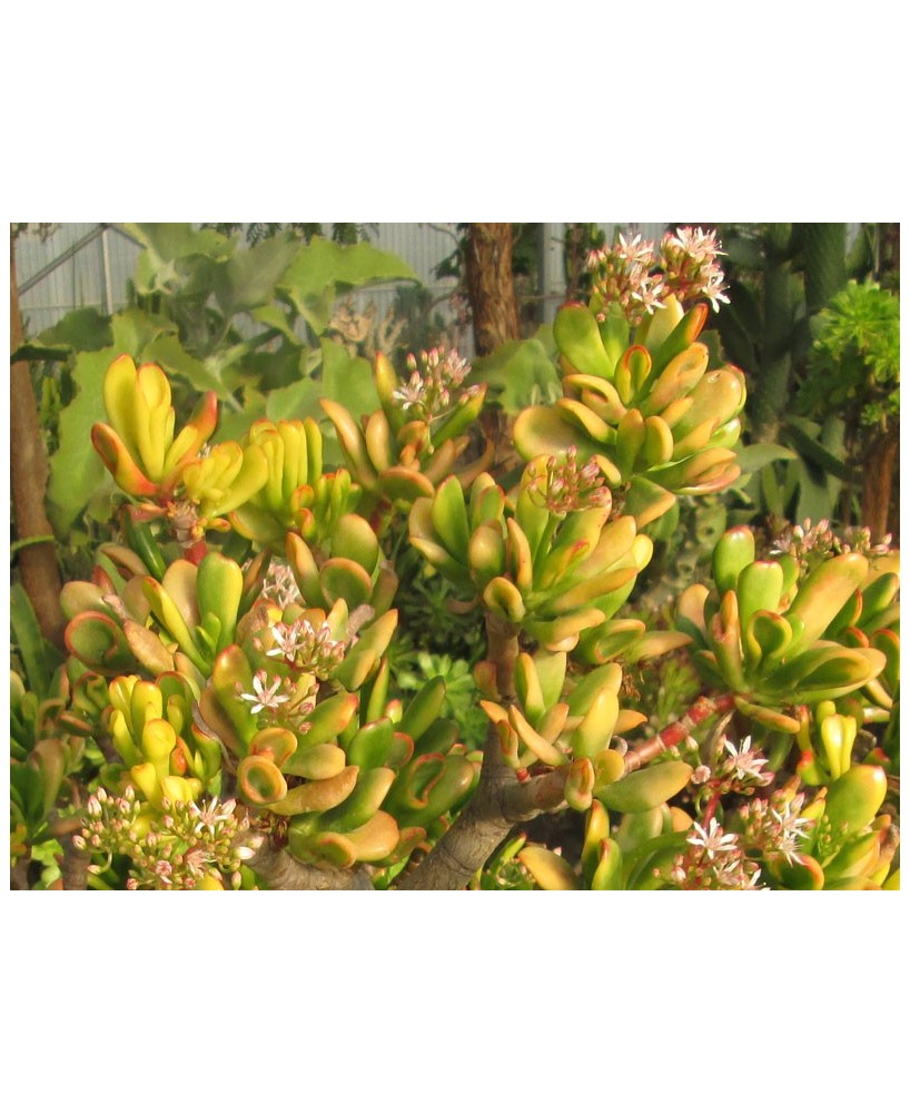 Kuentz-cactus  - Crassula ovata 'Red Horn Tree' - H 30-35 cm